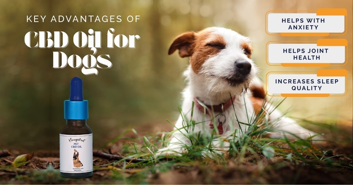 buy cbd oil for dogs